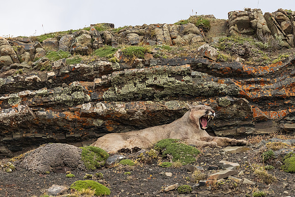 Puma Yawning