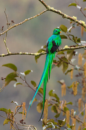 Resplendant Quetzal