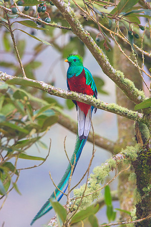 Resplendant Quetzal