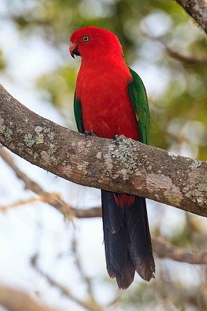 Australian King Parrot