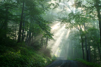 Sunlight and Fog at Dolly Sods Wilderness Area, West Virginia
