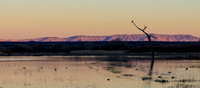 Sunset Bosque Del Apache National Wildlife Refuge