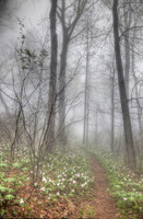 Trillium Along the Appalachian Trail (HDR Photo)