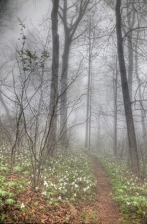 Trillium Along the Appalachian Trail (HDR Photo)