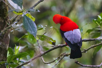 Andean Cock-of-the-Rock