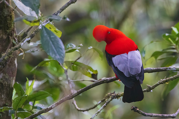Andean Cock-of-the-Rock