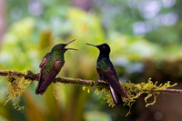 Buff-tailed Coronet and Velvet Purple Coronet