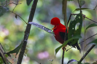 Andean-Cock-of-the-Rock