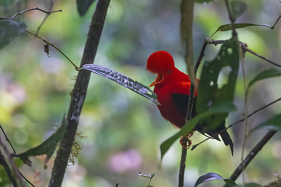 Andean-Cock-of-the-Rock
