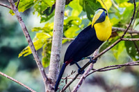 Black-mandibled Toucan