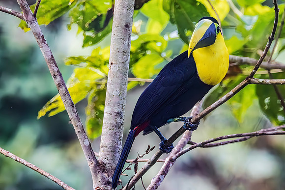 Black-mandibled Toucan