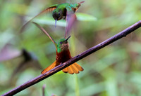 Chestnut-breasted Coronets