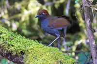 Chestnut-naped Antipitta