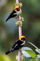 Flame-faced Tanagers