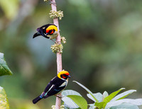 Flame-faced Tanager