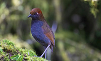 Chestnut-naped Antpitta