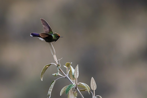 Rainbow-bearded Thornbill