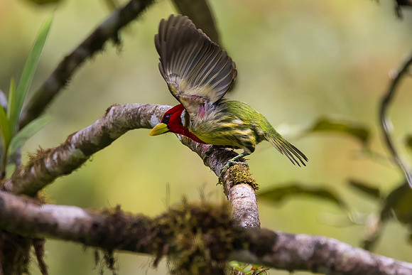 Red-headed Barbet