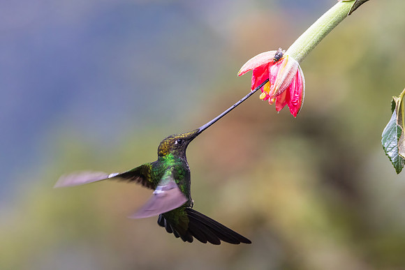 Sword-billed Hummingbird