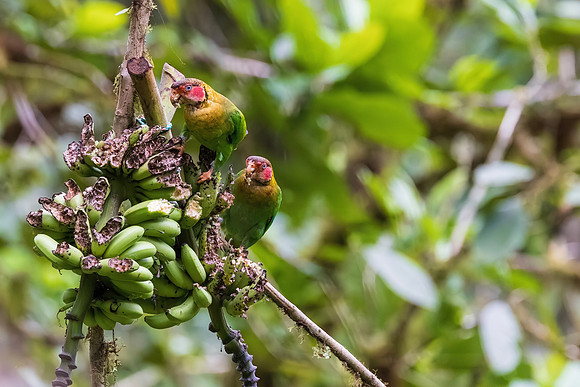 Rose-faced Parrots
