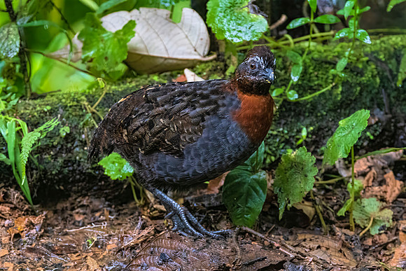 Rufous-breasted Wood-Quail