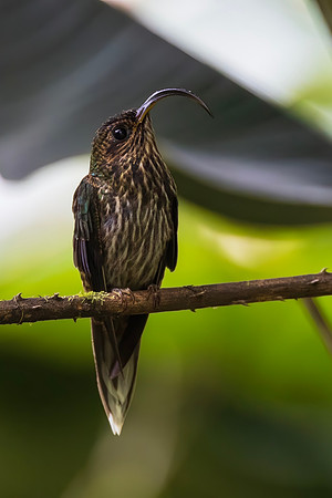 White-tipped Sicklebill