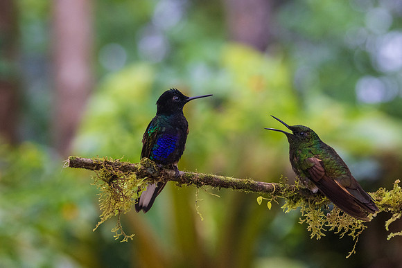 Velvet-purple Coronet and Buff-tailed Coronet