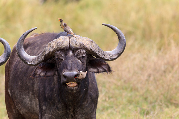 Cape Buffalo and red-billed oxpeckers