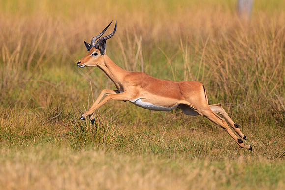 Impala Running