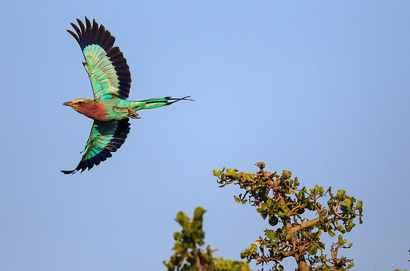Lilac-breasted Roller Flight