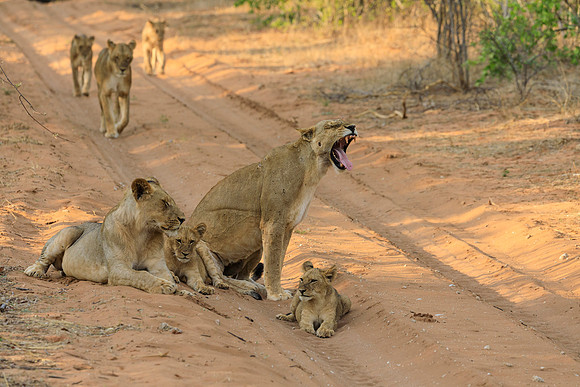 Lion Pride