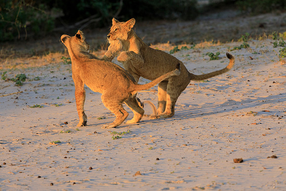 Lion Cubs Playing