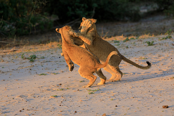 Lion Cubs Play Fighting