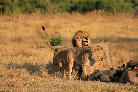 Male Lion Scenting Female