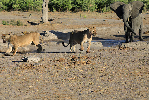 Elephant Chasing Lions