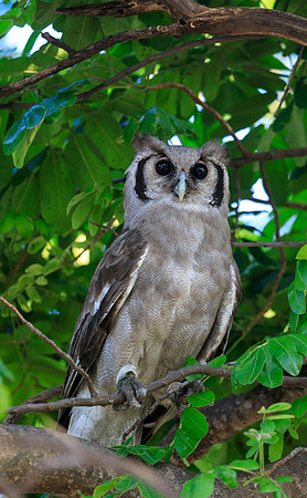 Verreaux's Eagle Owl