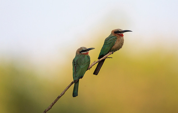 White-fronted Bee Eaters