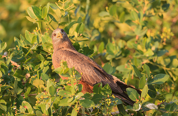 Yellow-billed Kite