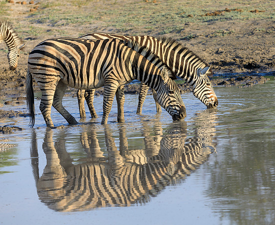 Zebras and Reflections