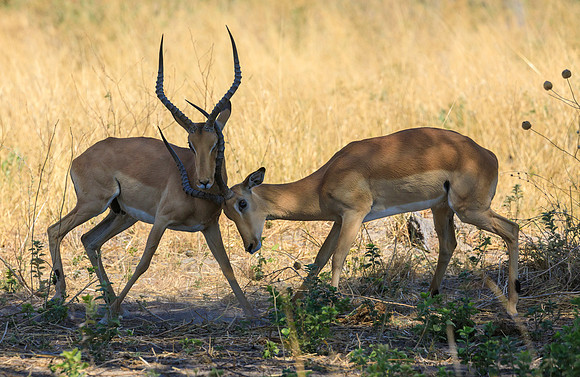 Impalas Fighting