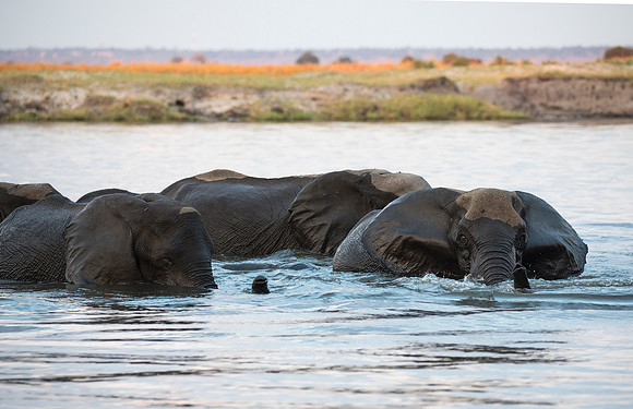 African Elephants Crossing the Chobe River