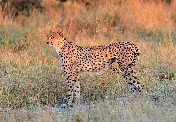 Cheetah Beginning the Hunt