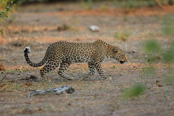 Leopard Returning to Kill