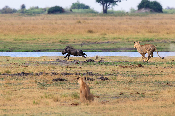Lion Chasing Warthog