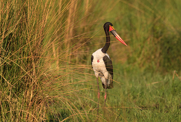 Saddle-billed Stork