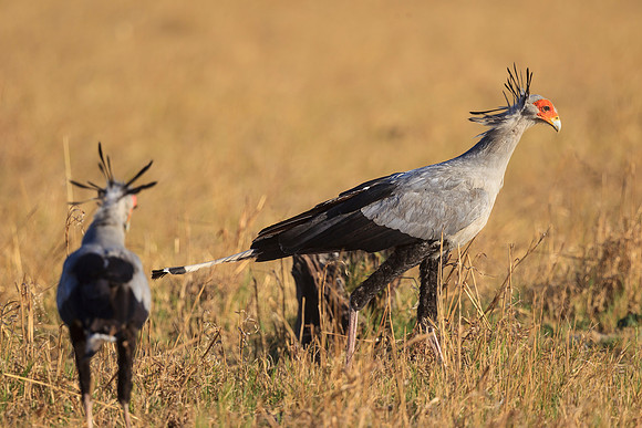Secretary Birds
