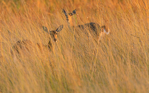 Southern Reedbucks in the Reeds