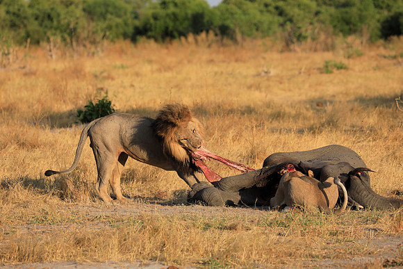 Lion Feeding on Elephant