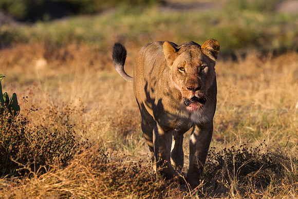 Lioness