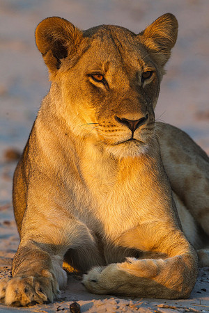 Lioness at First Light